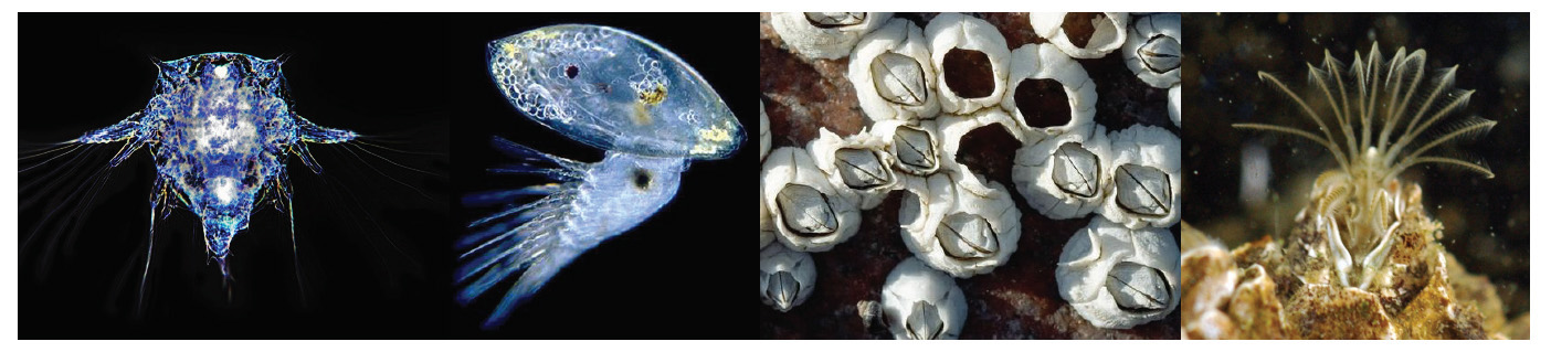 Close up photos of barnacles