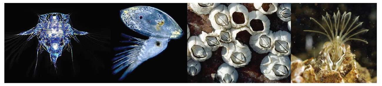 Extinct Barnacles NETN Species Spotlight: Acorn Barnacle (U.S. National Park Service)