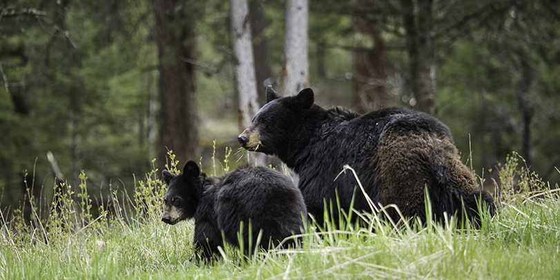 Mother black bear and cub
