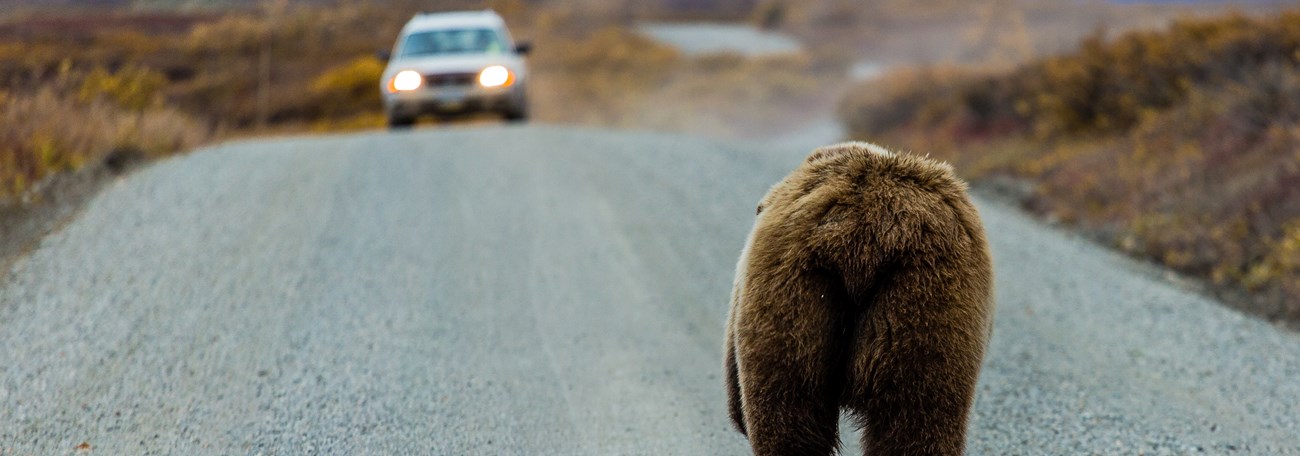 A bear with a car in the distance