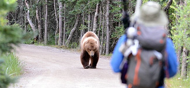 A hiker watches a bear from long distance as the bear walks down a dirt road surrounded by heavy vegetation.