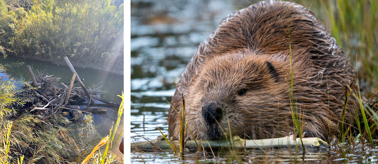 Photo of a structure in the river that contains both sticks and human-cut boards. Photo looking into the face of a beaver chewing on or maneuvering a stick. The animal is in shallow water.