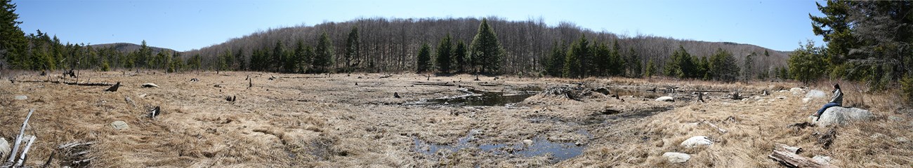beaver meadow of tree stumps and grasses