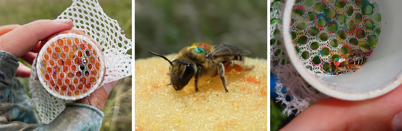 Three photos. A hand holding a structure holding bee with three dots painted on her behind a netted fabric. A bee close-up with three painted dots. A further-away shot of a bee with three painted dots.