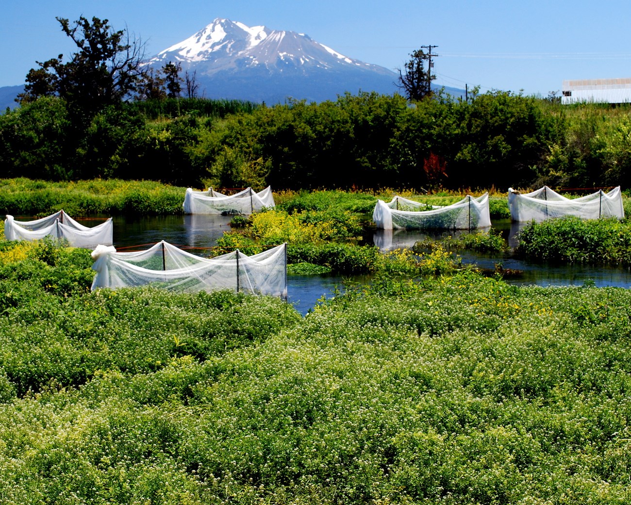 Cluster of netted enclosures along a section of river, with Mount Shasta in the background.