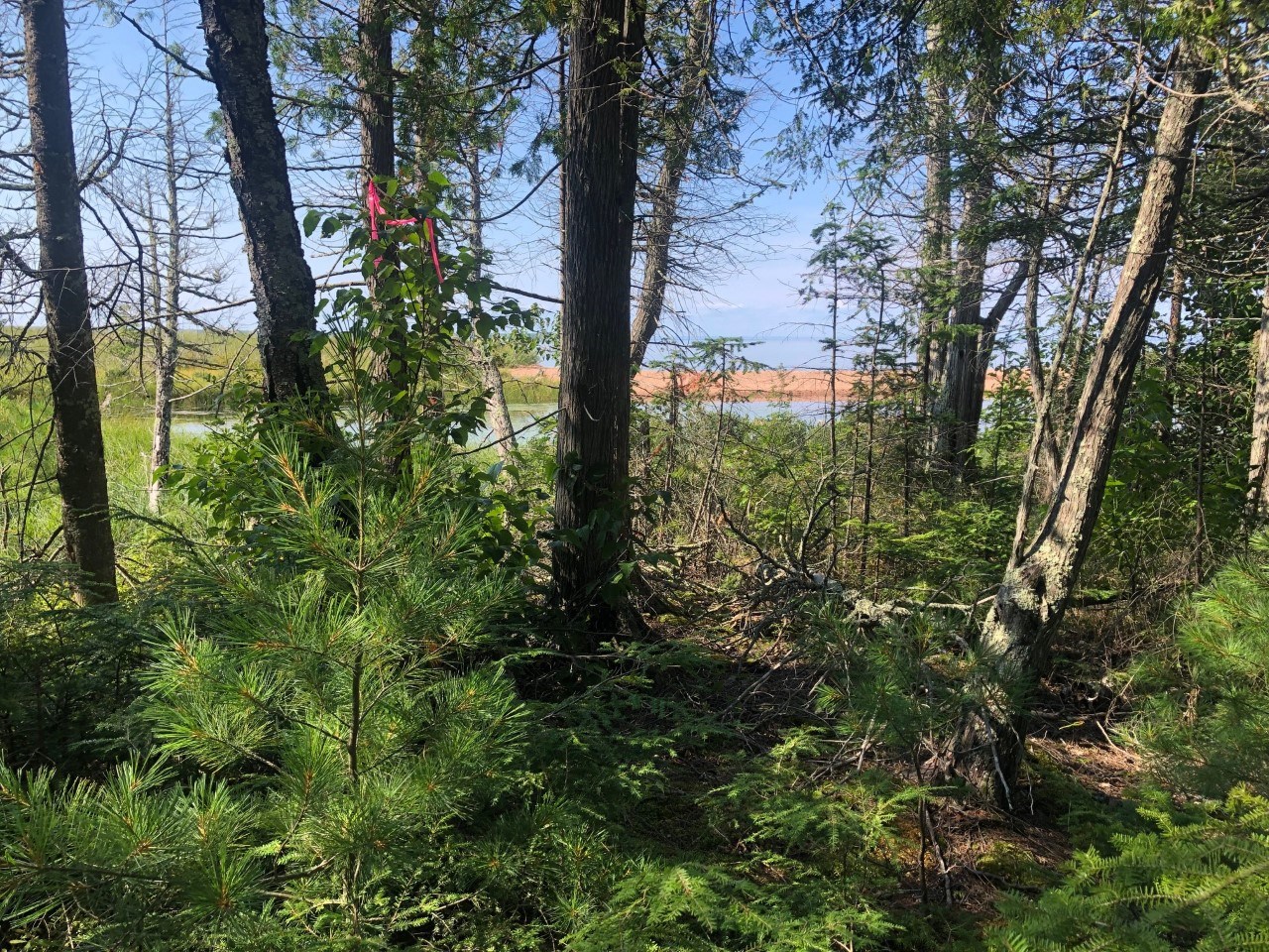 A boardwalk with a marsh view in the background.