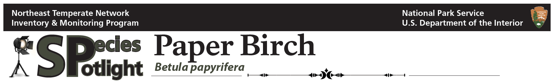 Spotlight banner - Paper Birch
