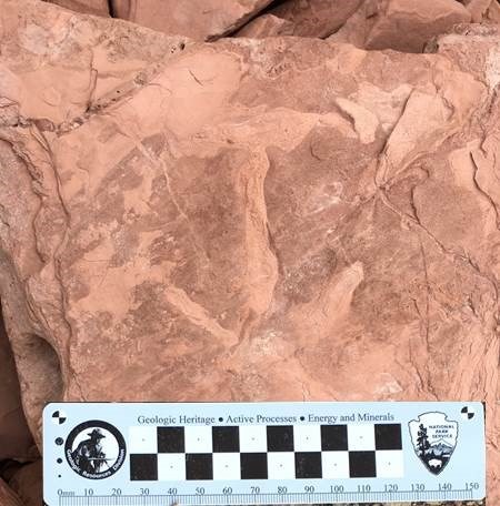 three long bird toe impressions on a slate of rock