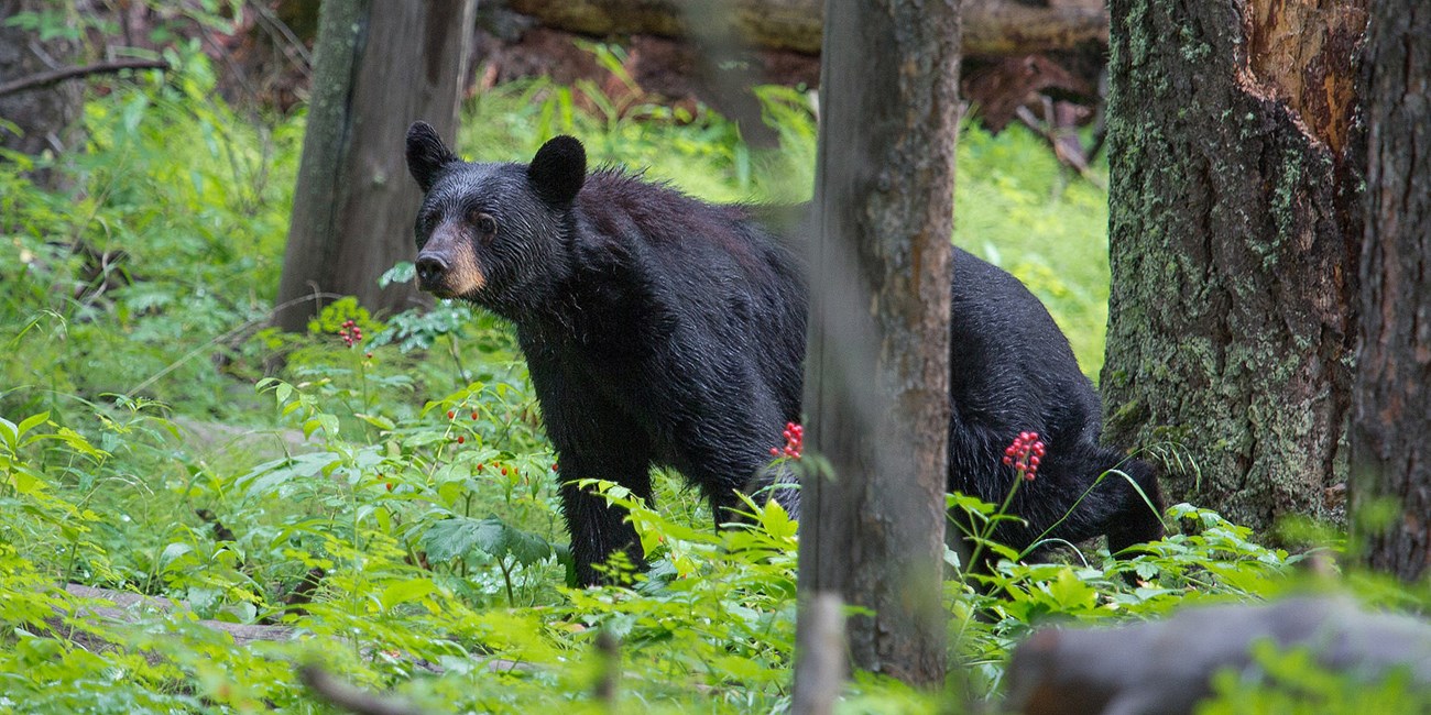 black bear in a forest