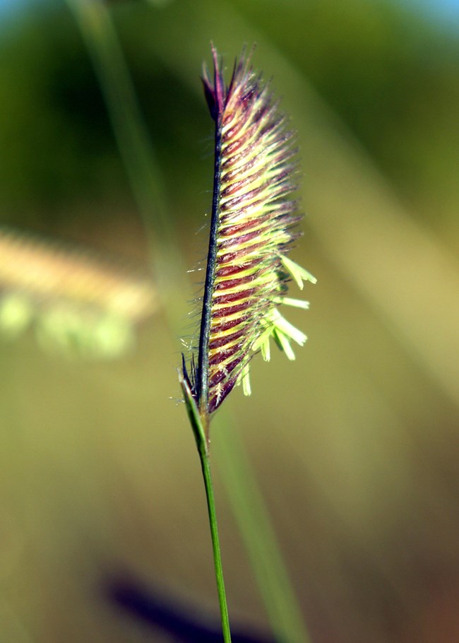 reddish yellow seed head on a thin green grass stalk