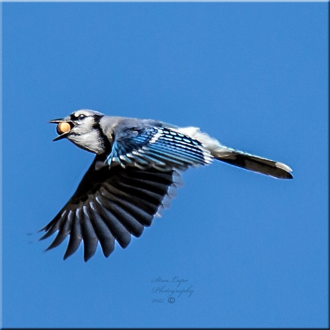 A blue jay carries an acorn