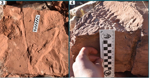 Two photos, labeled 3 and 4 left to right. Both photos show rocks with impressions of plant foliage that resemble stems with ribs.