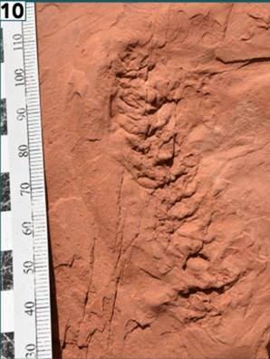 A photo of an impression of an elongate, slightly curved conifer cone with a pine-cone-like surface texture.