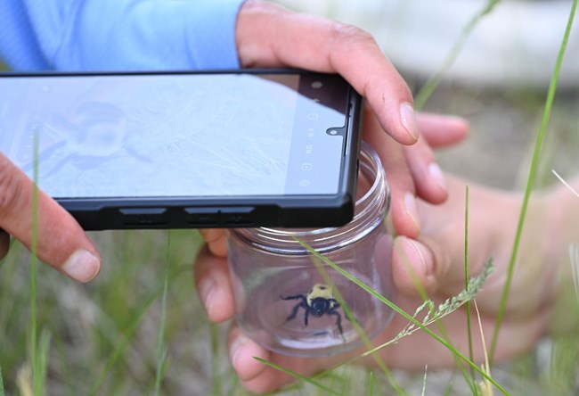 A hand is holding a vial with a bumble bee in it, with a phone resting on top taking a photo.