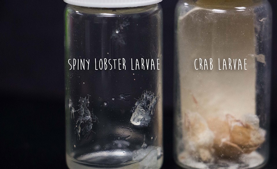 2 vials with lobster larvae in one and crab larvae in the other
