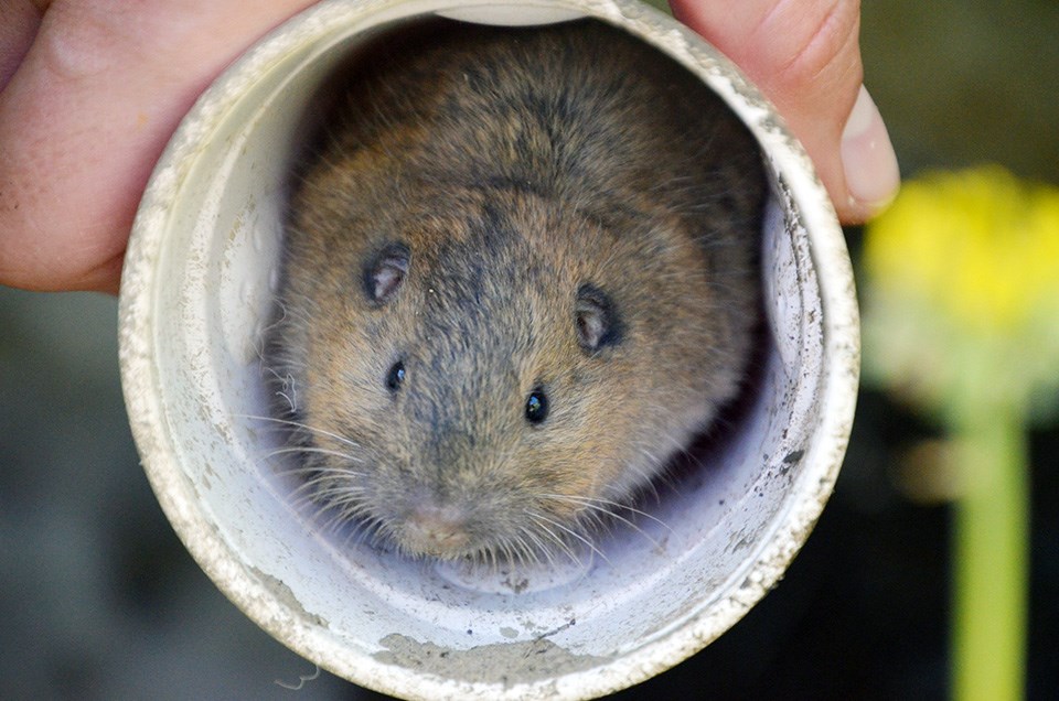 Botta's pocket gopher peering out of a plastic cup
