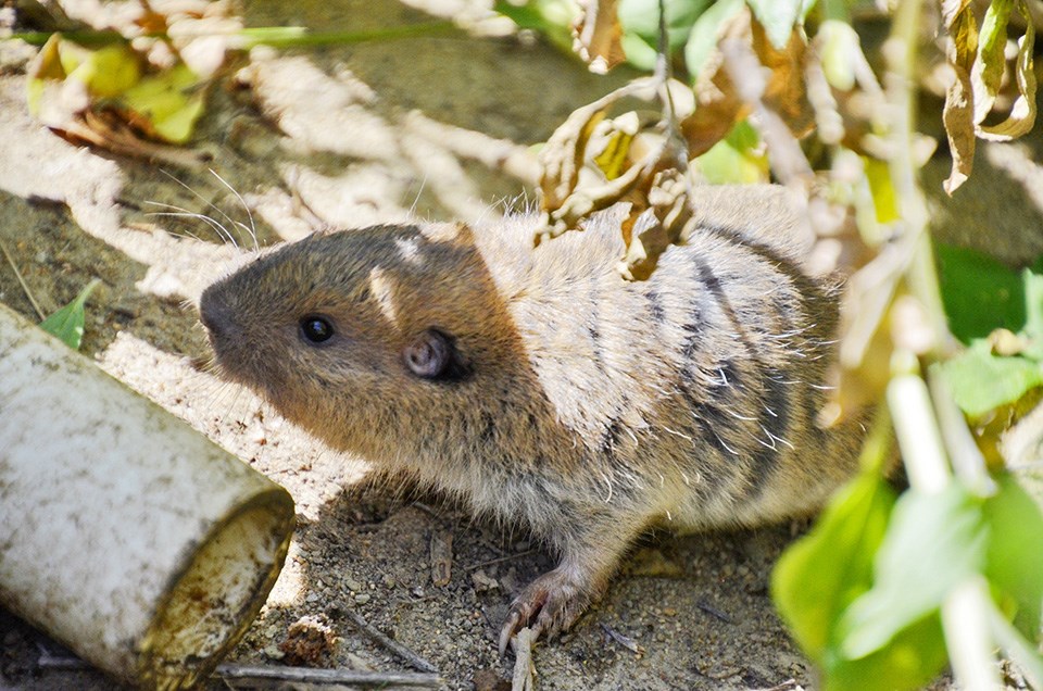 Botta's pocket gopher on the ground, looking around upon its release from a pitfall trap
