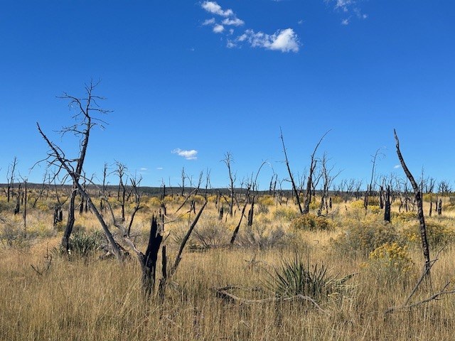 Photo showing habitat with dead standing trees of relatively short height, brown grasses, and a few types of shrubs. The sky is blue with a few white clouds.