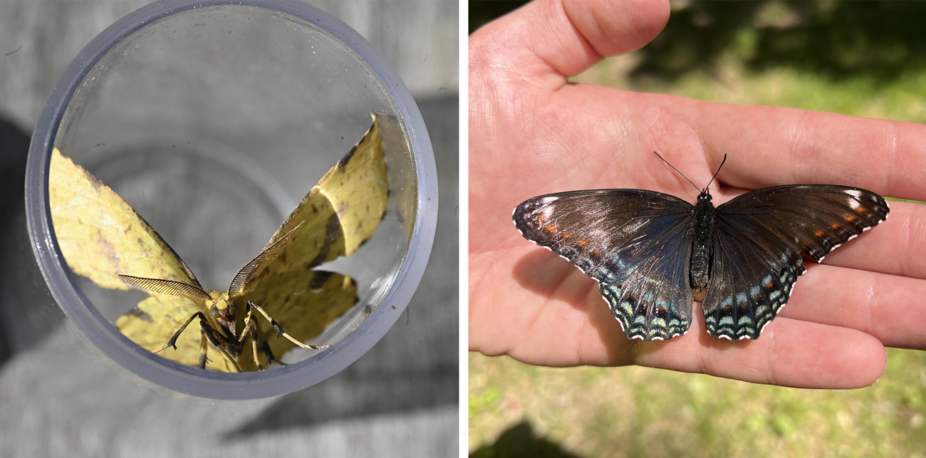 2 pictures. A close-up of a yellow moth in a vial. A shiny black butterfly with orange and blue spots resting in someone's hand.
