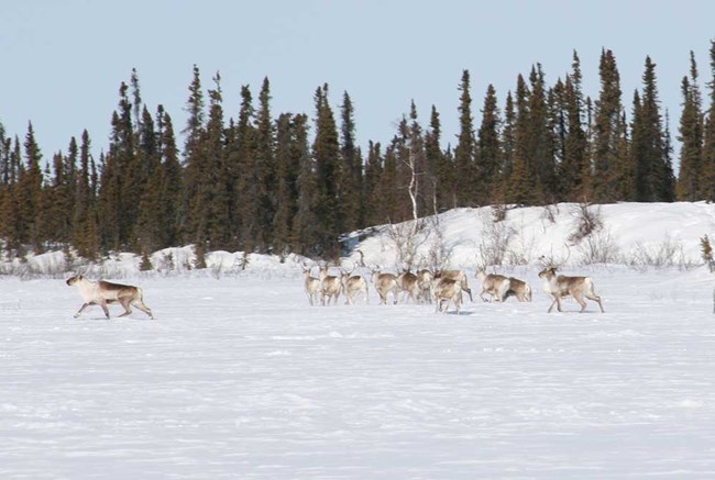 Caribou in the snow-covered tundra with conifers in the background.