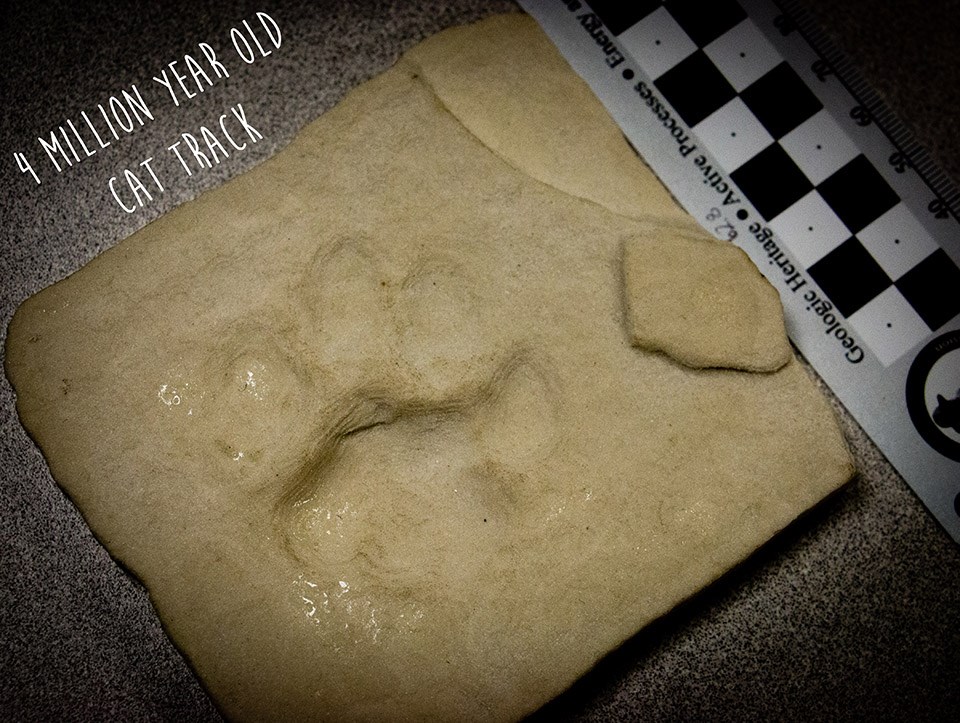 a 3D printed track of a cat from 4 millions years ago