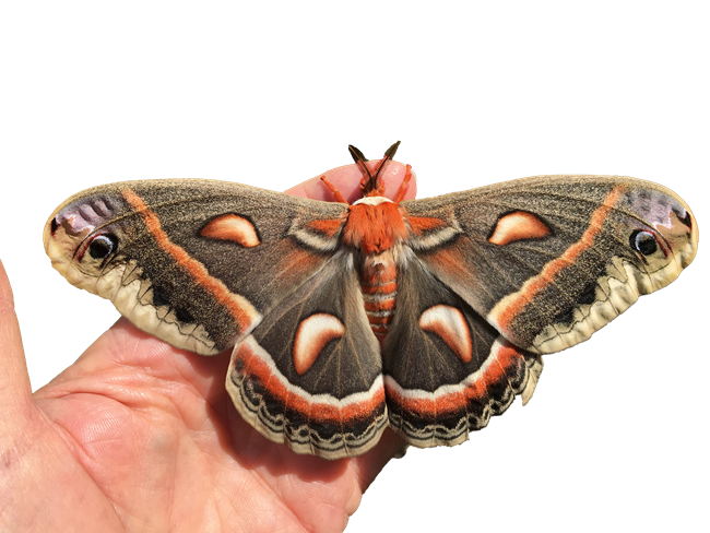 A cecropia moth perches on a person's hand.