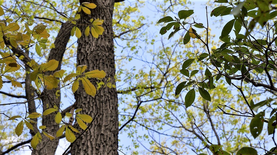 Chestnut oak tree with yellow and green leaves