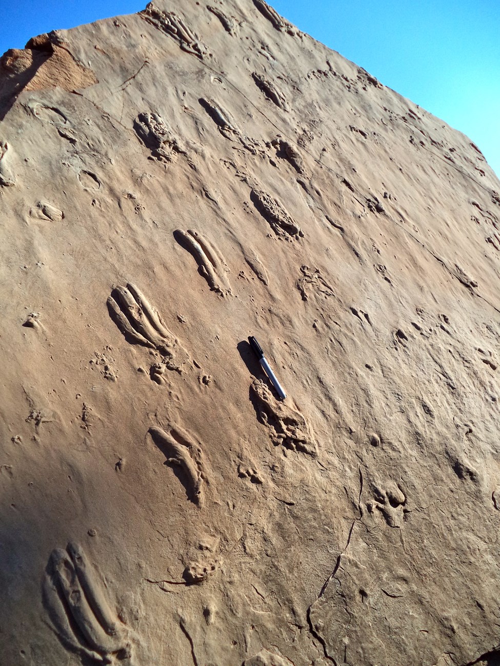 Raised tracks of three-toed animal in pale brown rock, with blue sky above and permanent marker for scale.