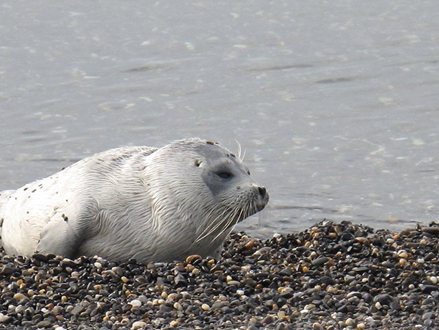 seal on the coast