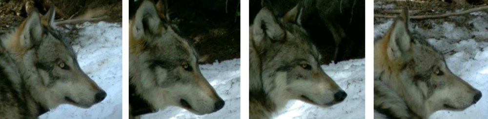 four close ups of wolf heads