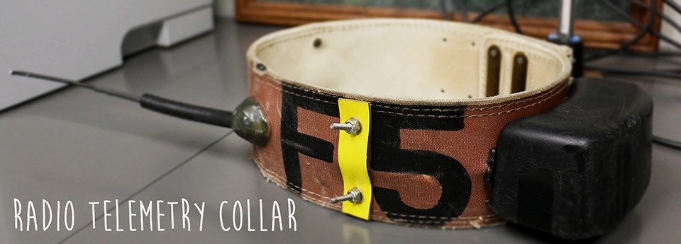 a large collar with antennae and the words radio telemetry collar written over the image