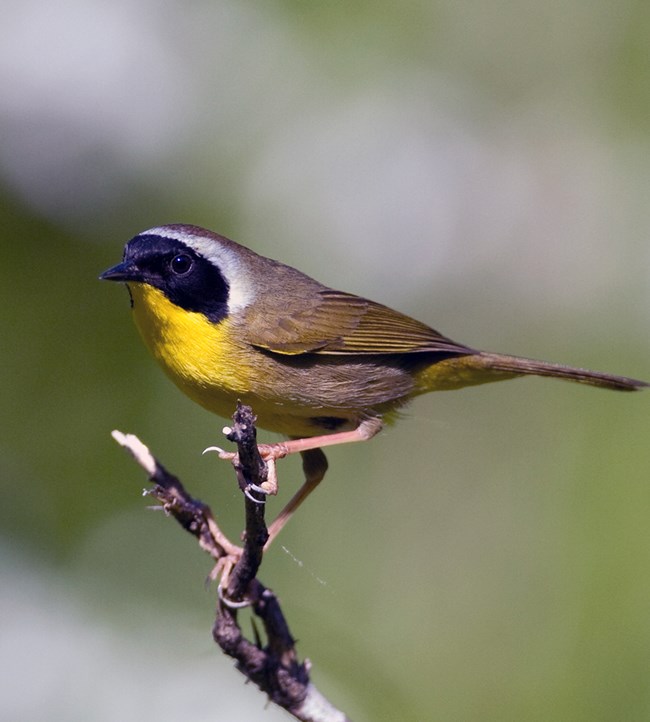A small bird with yellow breast, black and white head, and brown-yellow wings.