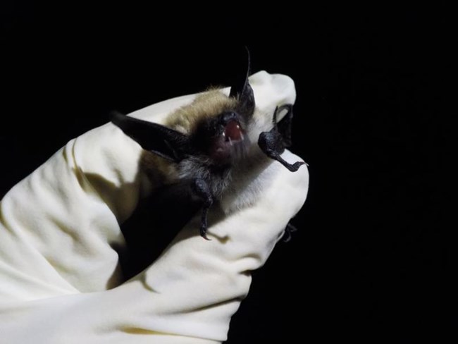 A small black bat gently held in a gloved hand