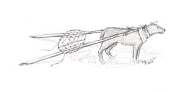 Illustration of a dog with 2 long poles harnessed to its back. An oval net connects the poles midpoint before touches ground.