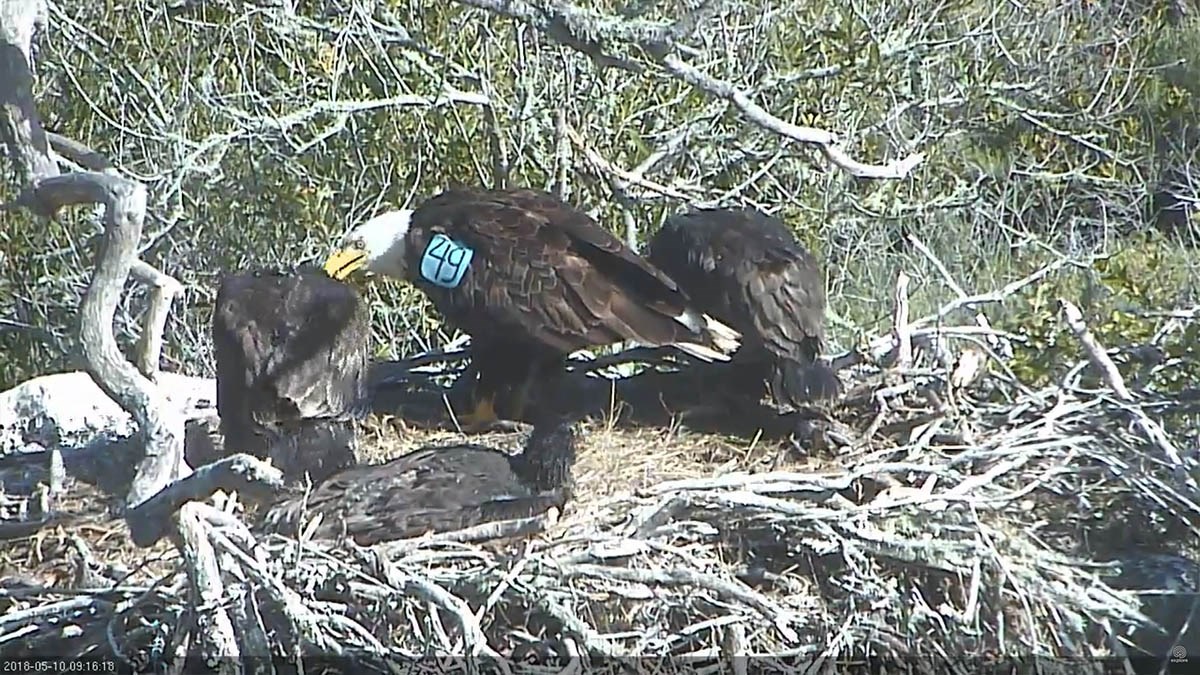 Adult bale eagle with the number 49 on a tag on her wing, feeding one of three nearly grown eaglets on her nest