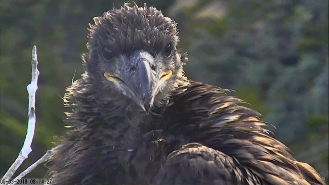 A young bald eagle looking towards the webcam in the early morning