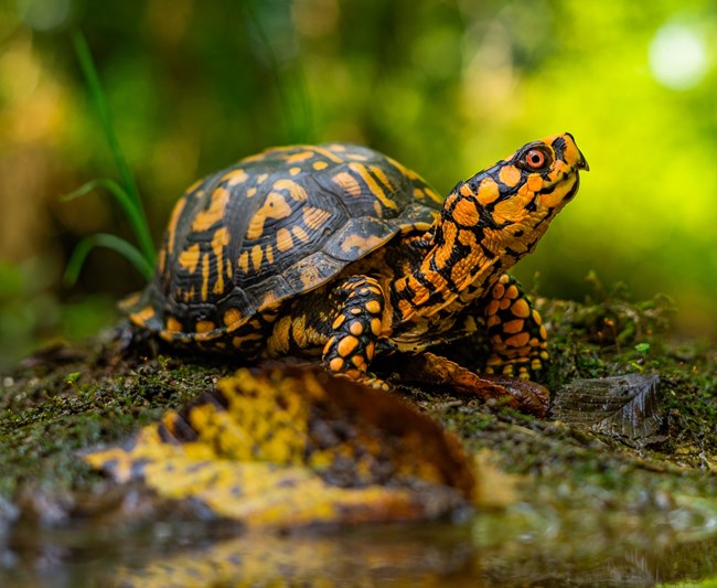 eastern box turtle_ Richard Coldiron