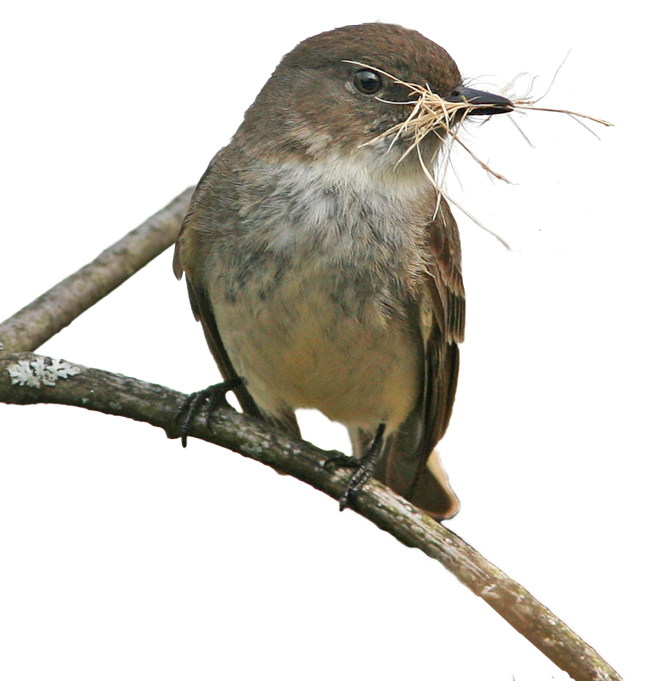 An Eastern Phoebe sits on a branch with a mouthful of dry grass.