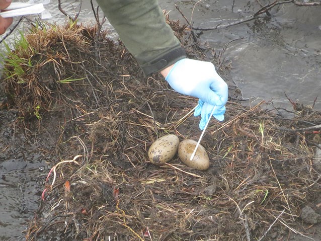 a person in latex gloves swabs eggs in a ground nest