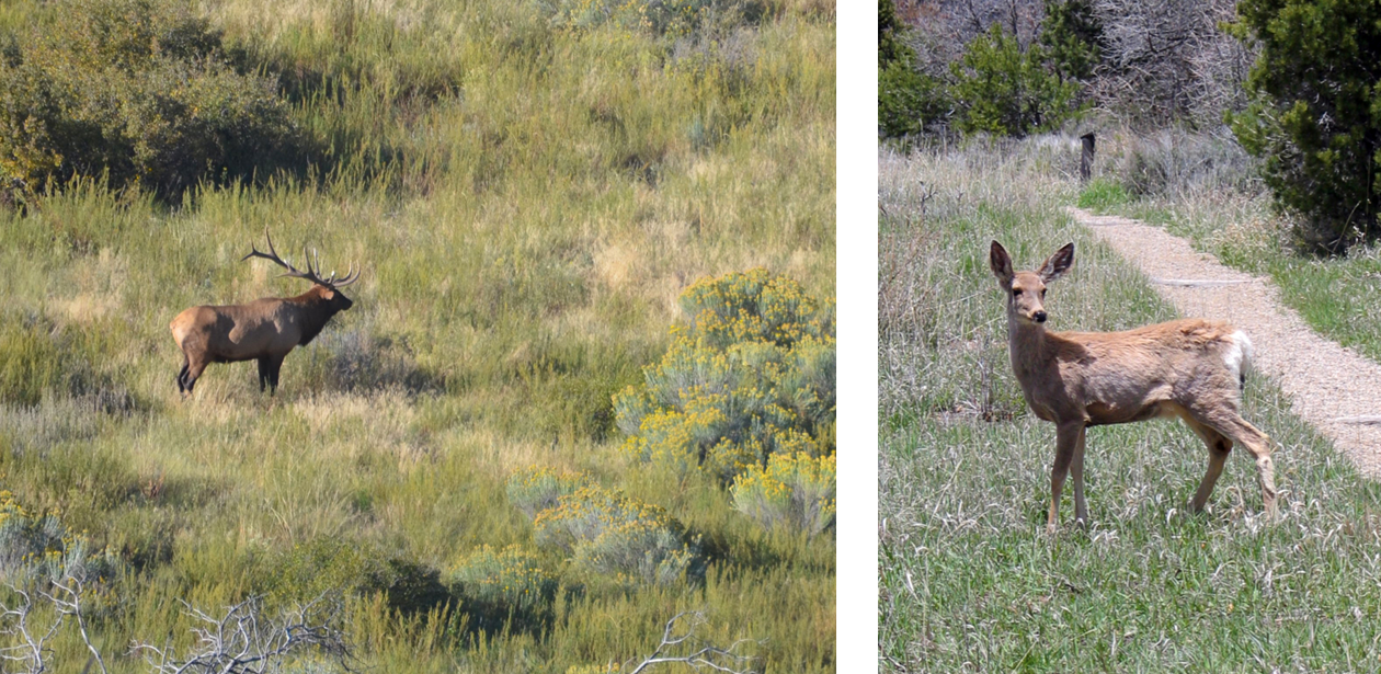 On the left: an elk with antlers stands in an area with low vegetation. On the right: a deer stands in a grassy area beside a trail.