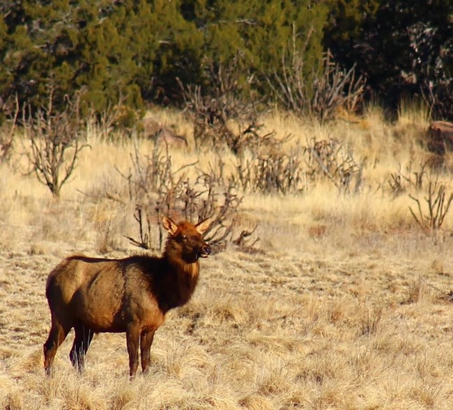 Elk of Northern New Mexico (U.S. National Park Service)