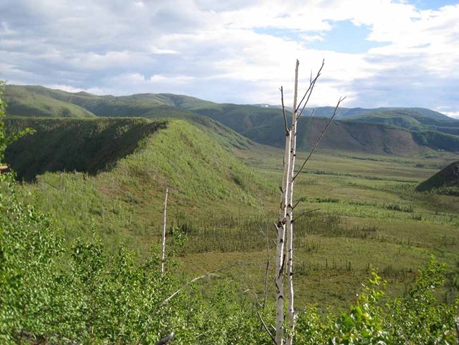 Boreal forest