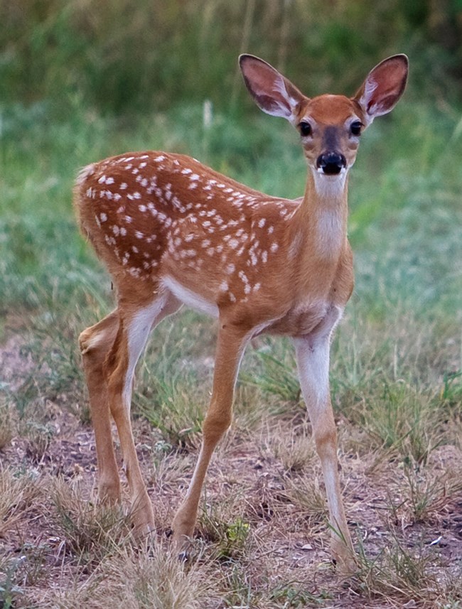 Deer fawn