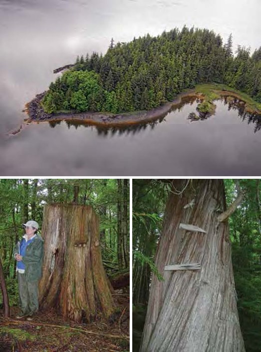 Composite of three images. Top: aerial view of forested peninsula. Bottom: a woman standing with a tree; a tree with two boards nailed to it