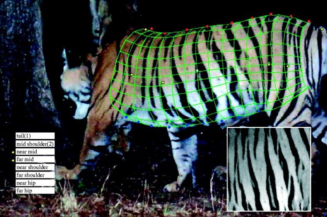 a computerized grid overlays a tiger's stripes to identify it