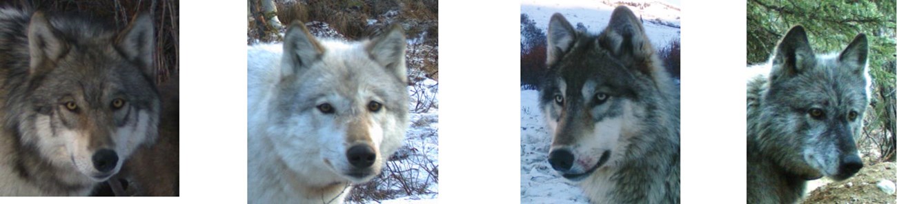 close up profiles of four wolves