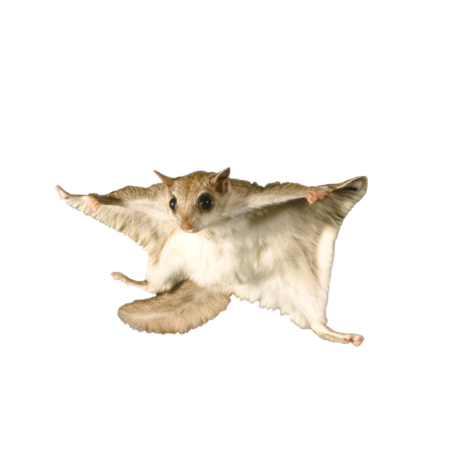 a flying squirrel gliding with arms and legs outstretched.