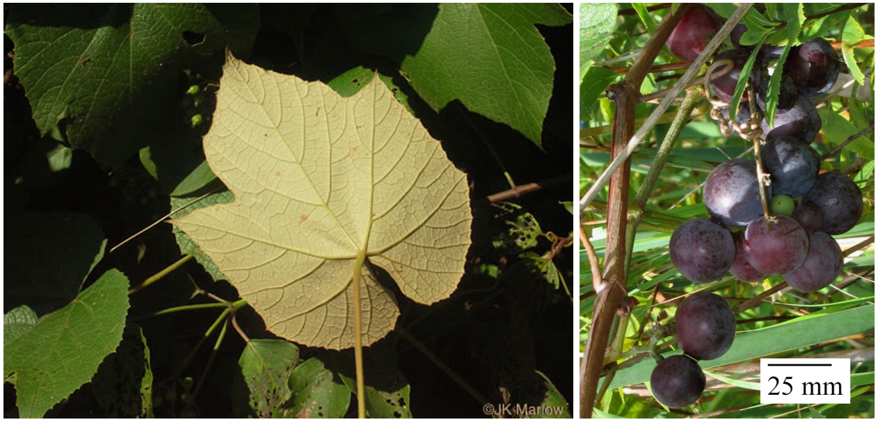 Left: The pale underside of a grape leaf with other leaves in the background. Right: Large purple grapes on a vine.