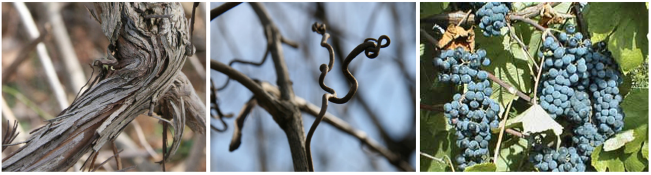 Left: close-up of bark on vine. Middle: close-up of curling vine branches. Right: grape leaves and fruits.