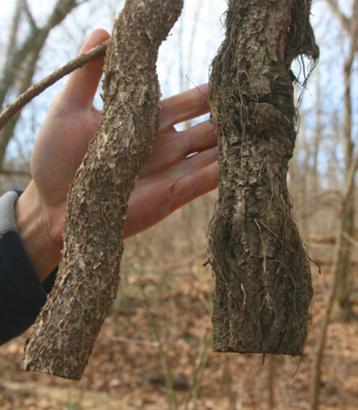 A hand holds two thick trunks of similar looking vines.